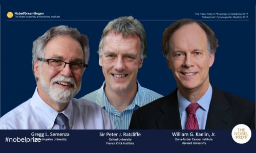 Nobel Prize In Medicine Goes To William G Kaelin Jr Sir Peter J Ratcliffe And Gregg L Semenza