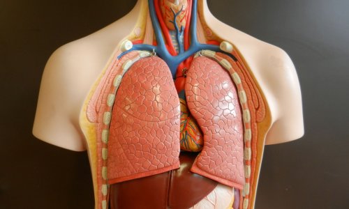 Lungenkrebs Unterschiede Bei Asiaten Und Europ ern Healthcare in 