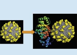 VSOP particle with yellow molecules indicating the citrate bound to the iron...