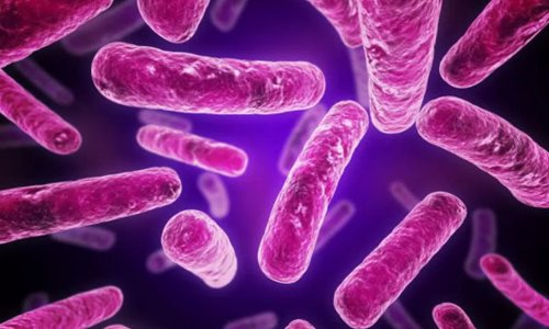 Microbiome dengesi nedir?