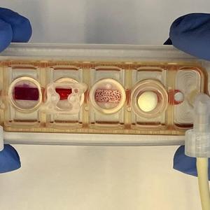 stem cells • healthcare-in-europe.com
