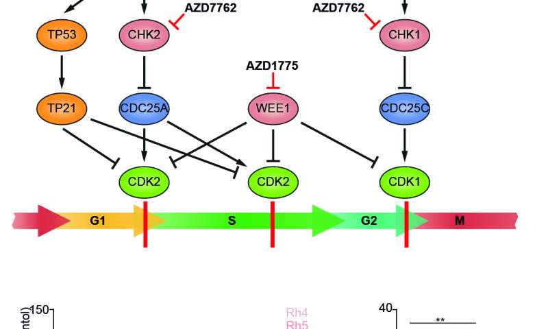 Biologika helfen bei schweren Augenentzündungen •