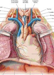 a) Organ of the thorax (heart and lung) from the anatomic atlas Sobotta,...