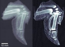 X-ray image of a chicken wing
left: traditional X-ray image
right: more...