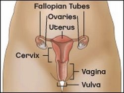 Photo: Vulvar cancer: a hidden disease