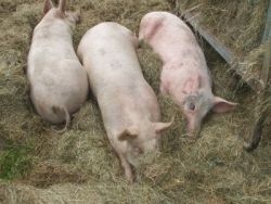 Photo: Swine flu spreads