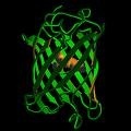 The green fluorescent protein GFP