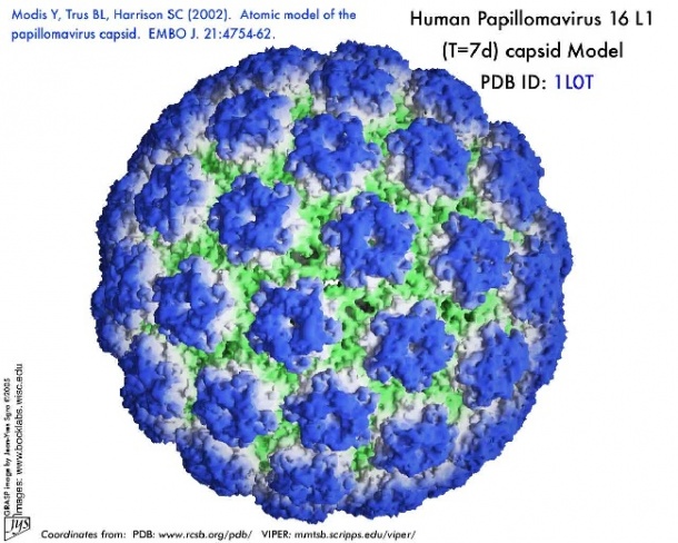 HPV vírus humán papilloma vírus)