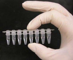 Photo: The value and development of PCR tests