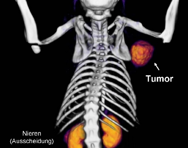 Bayer will present first preclinical data evaluating innovative compounds,...