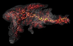 OPT image of part of the pancreas of a mouse. The image shows the...