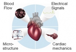 The dynamics of heart imaging and modeling 