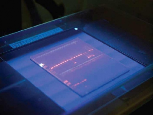 Electrophoresis is one of the standard molecular-biological procedures used to...