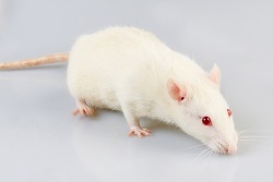 Photo: Onset of Type 1 diabetes prevented in mice