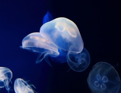 Photo: A heart for jellyfish