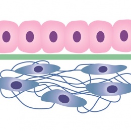 Zwei Gewebe, die durch eine sogenannte Basalmembran getrennt sind.