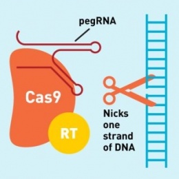 An engineered pegRNA (prime editing guide RNA) sends the editor to its target,...