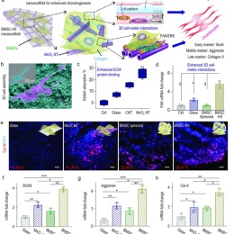 Improved stem cell transplantation at cartilage injury sites by 3D-IHI...