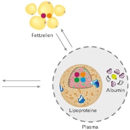 Vorkommen der Lipidklassen in Zellen und Plasmabestandteilen