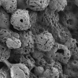 Scanning electron microscopy image of gelatin spheres and hyaluronic acid...