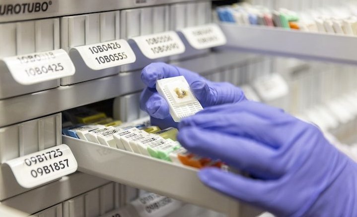 Sample prepared, classified and conserved at the CNIO Biobank
