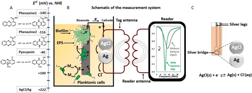 Working principle of the wireless and battery-less biosensor which interfaces...