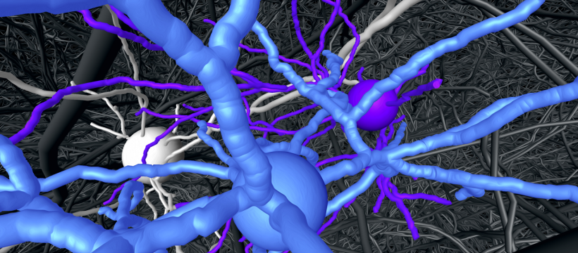 Nervenzell-„Trio“ (in Farbe), das im dichten Netzwerk des Gehirns auf...