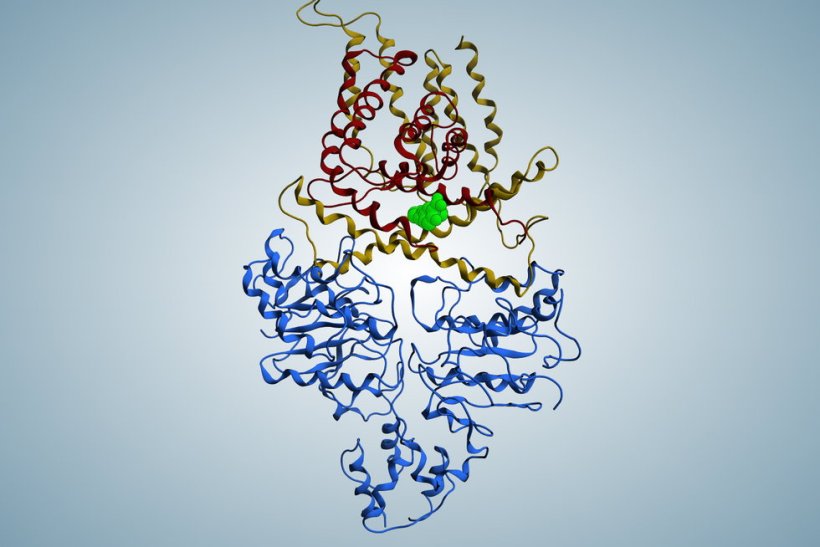 Dreidimensionale Struktur von ECF-T: Das Transportprotein spielt im neuen...