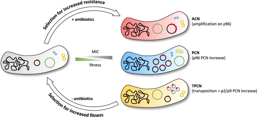 Antibiotics lead to selection for increased copy numbers of resistance genes...