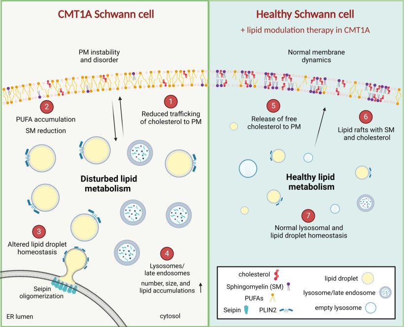 Perturbed lipid homeostasis during human CMT1A Schwann cell development. Figure...