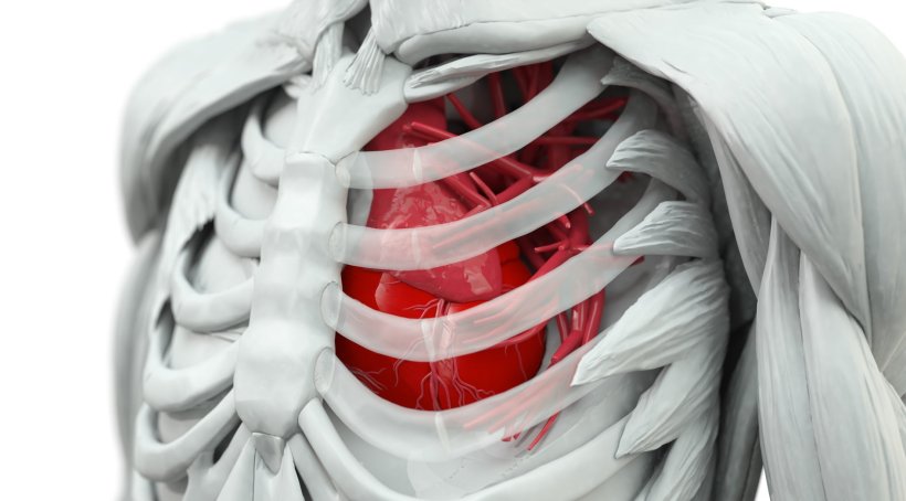 3d rendering of human torso with ribcage and heart underneath