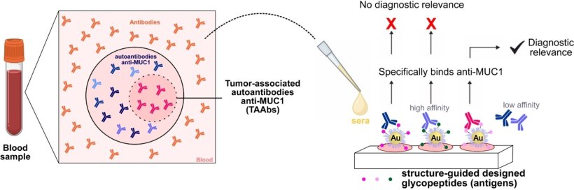 Prinzip des diagnostischen Assays: Als Modelle des TA-MUC1-Antigens werden...