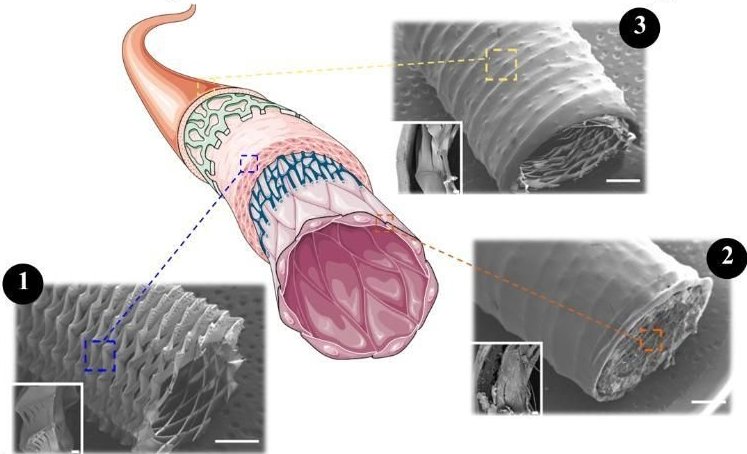 Schematic of a bioengineered blood vessel, with details showing the structures