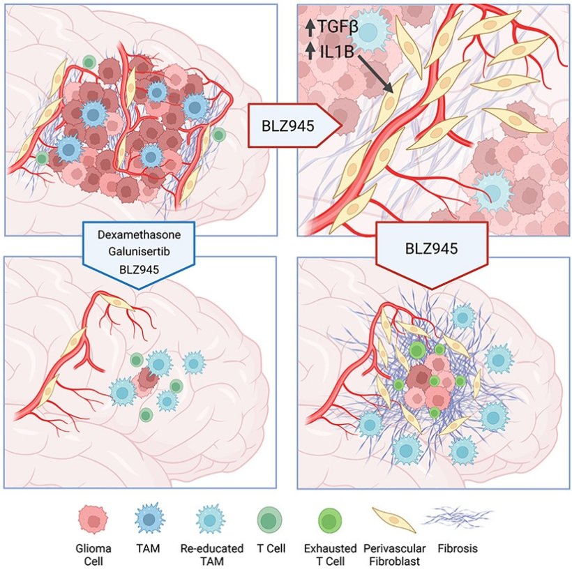 Graphical abstract of study results; illustrations of cells in brain tissue