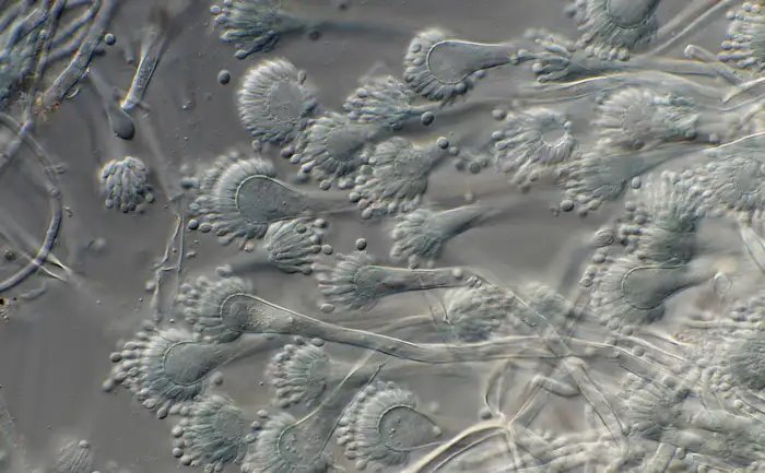 Microscopic image of aspergillus fumigatus