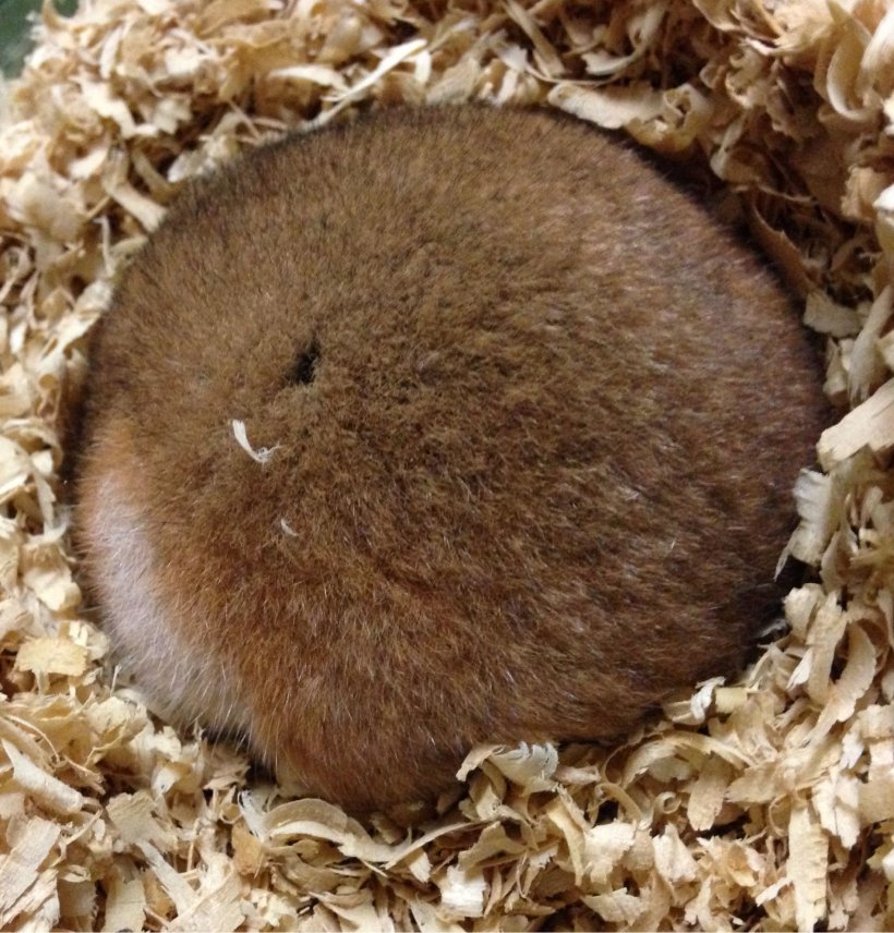 A hibernating Syrian hamster