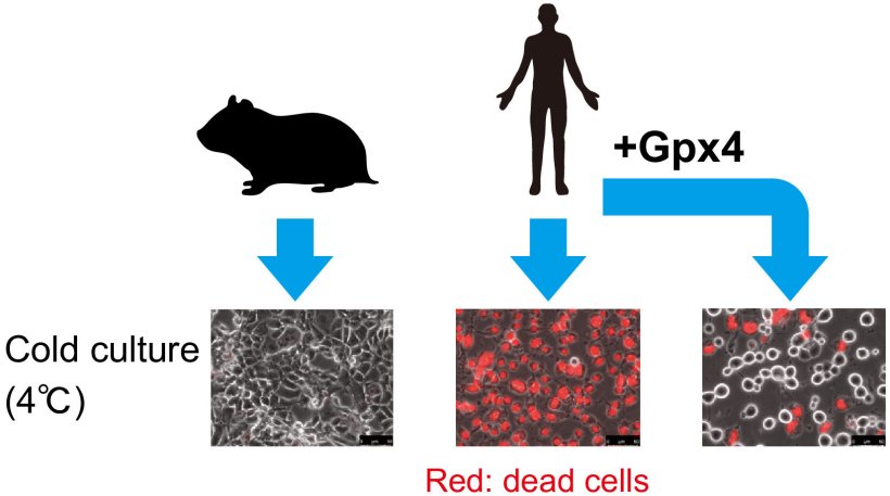 Syrian hamster cell cultures survive in cold conditions at 4°C(left). Human...