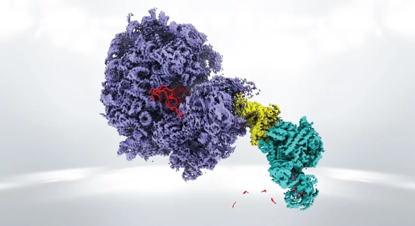 Imaging of the supercomplex consisting of the ribosome (violet), the helicase...