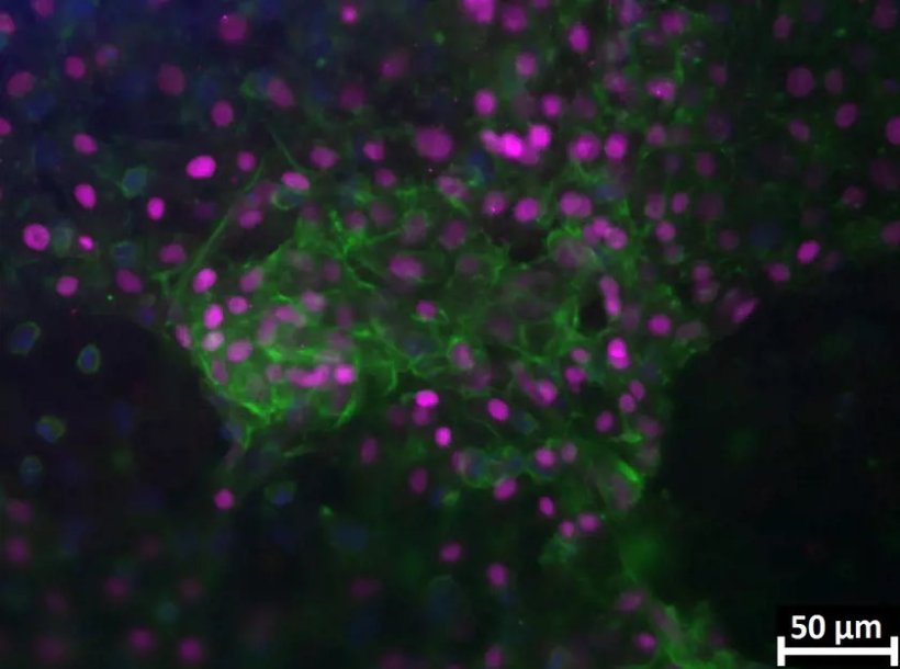 Liver tissue in an organoid model