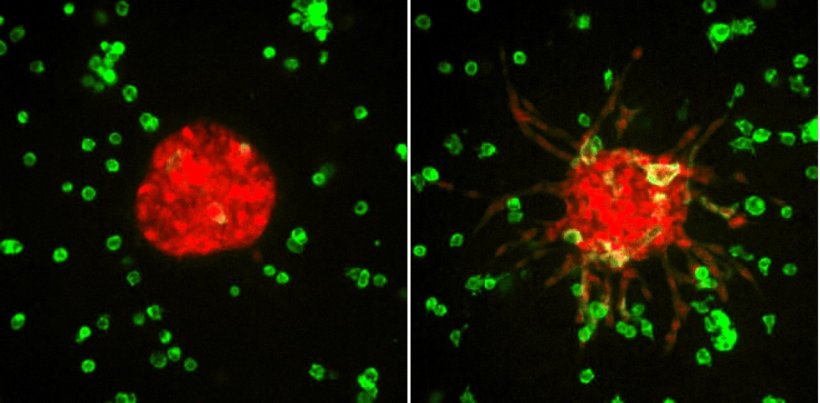 Two 3d-printed spherical red tumor organoids. The one on the right showing...