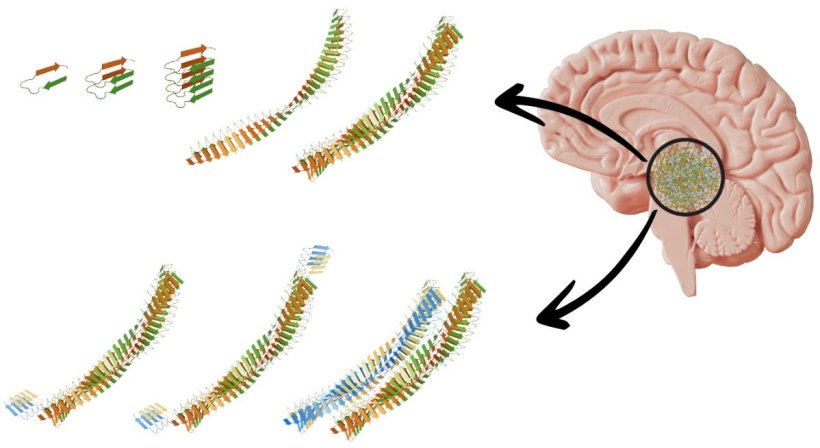 Schematic illustration of the formation of superspreader fibrils.