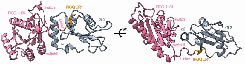 IRGQ (pink/orange) ist über ein weiteres Protein (grau) in der Membran der...