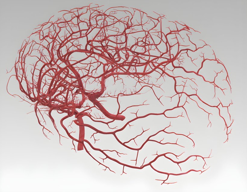 A brain-shaped network of blood vessels