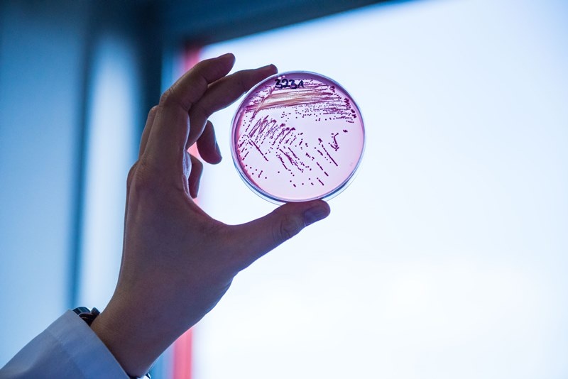 Multidrug-resistant E. coli bacteria