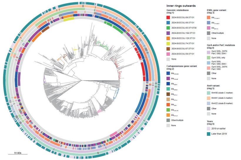 Phylogenetic tree of Escherichia coli ST131 isolates, including its single...