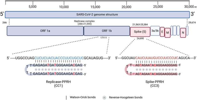 Schematic representation of the Sars-CoV-2 genome and the location of the...