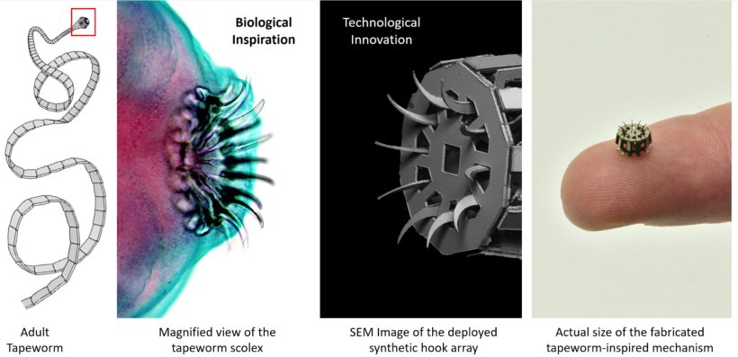 A comparison between the tapeworm deployable hook array that provided the...