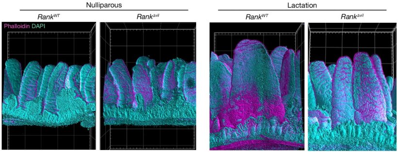 Repräsentative 3D-Rekonstruktion des oberen Dünndarms von nulliparen (links)...