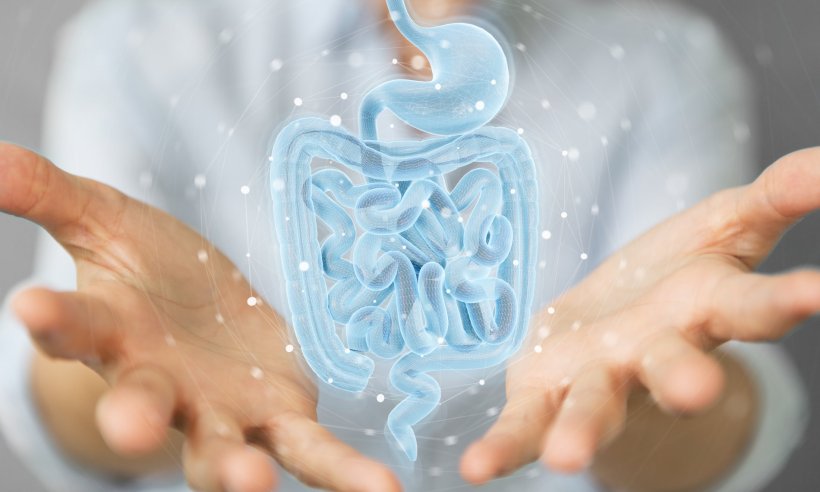 A 3D model of the human GI tract floating in midair, with two hands holding it...