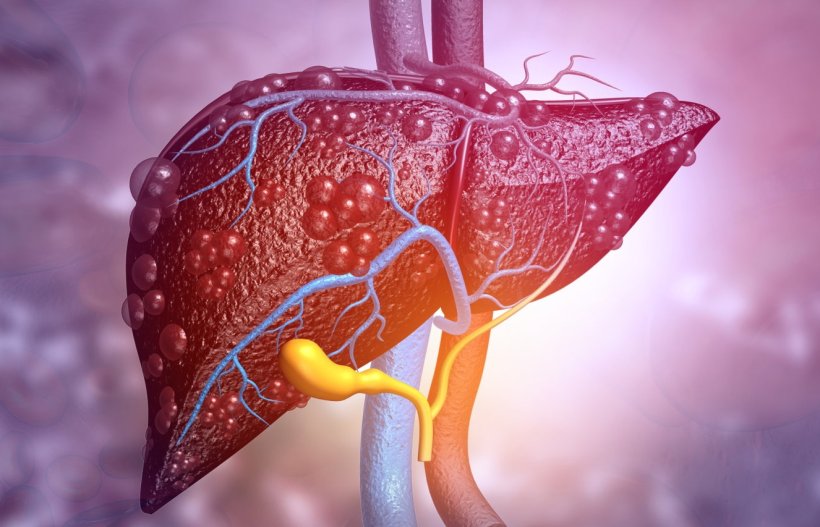 Illustration of the human liver